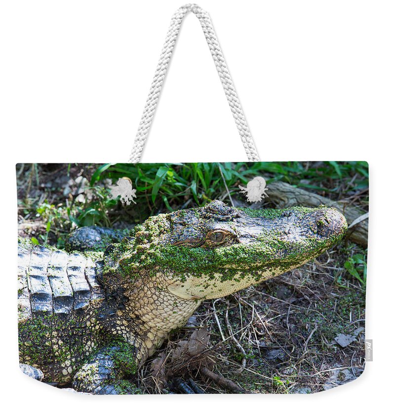 Animal Weekender Tote Bag featuring the photograph Caiman by Allan Morrison