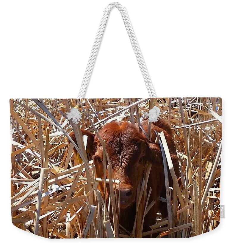 Calf Weekender Tote Bag featuring the photograph Calftails Cattails by Amanda Smith