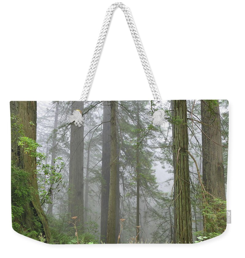 California Weekender Tote Bag featuring the photograph Cali Coast Redwoods by JustJeffAz Photography