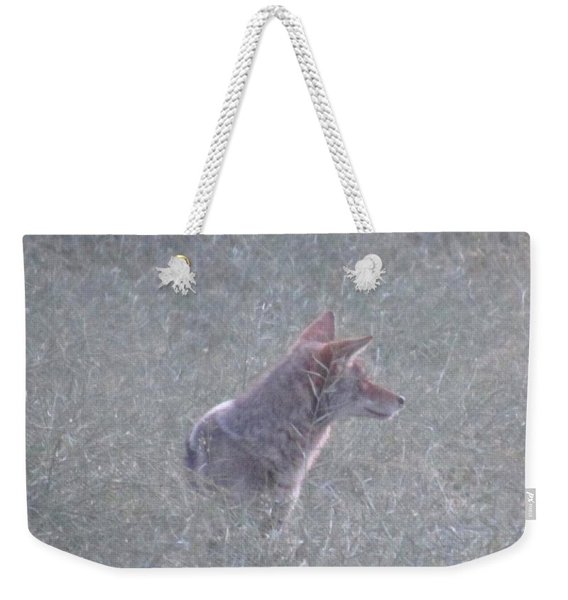 California Coyote North American Canids California Biodiversity California Mammals California Predators Weekender Tote Bag featuring the photograph California Coyote by Joshua Bales