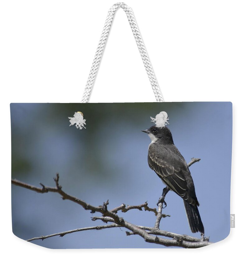 Kingbird-eastern- Birds- Kingbird- Birds Of Colorado- Weekender Tote Bag featuring the photograph Calm by Rae Ann M Garrett