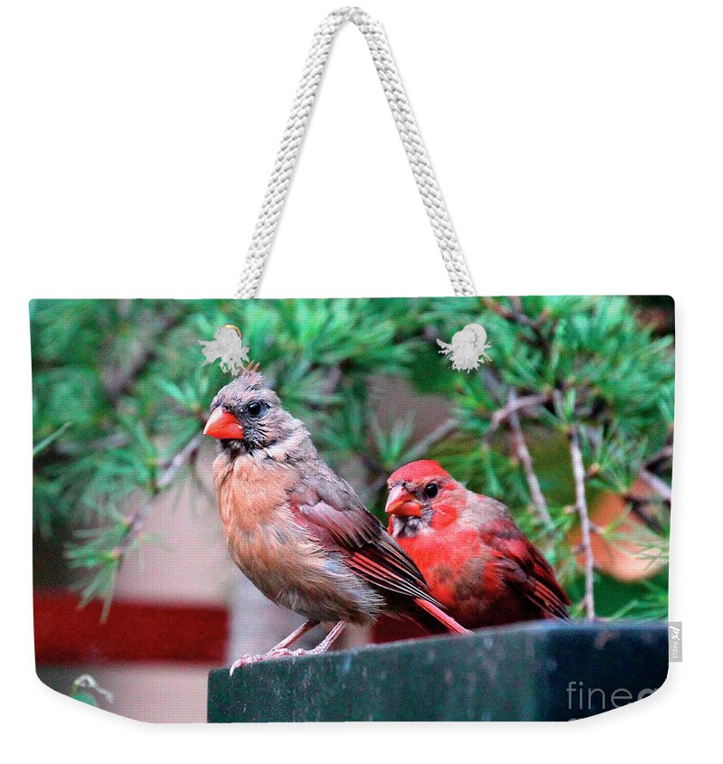 Wild Birds Weekender Tote Bag featuring the photograph Cam and Vincenzo Bonding by Patricia Youngquist