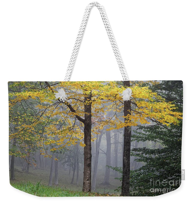 Birch Weekender Tote Bag featuring the photograph Yellow birch tree in fog by Kevin Shields