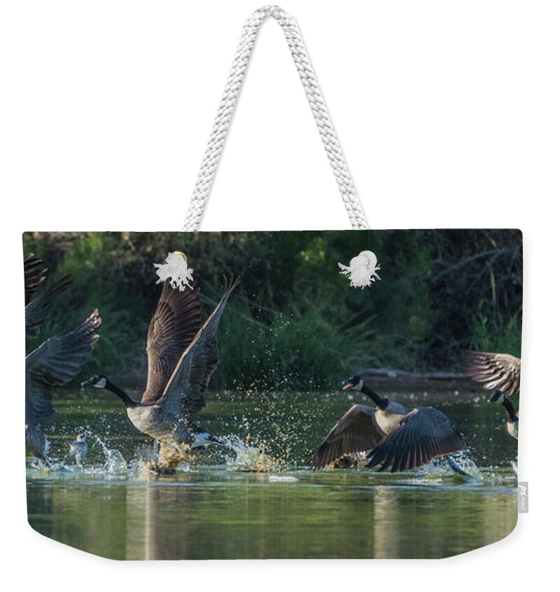 Canada Weekender Tote Bag featuring the photograph Canada Geese 4983-092017-2cr by Tam Ryan