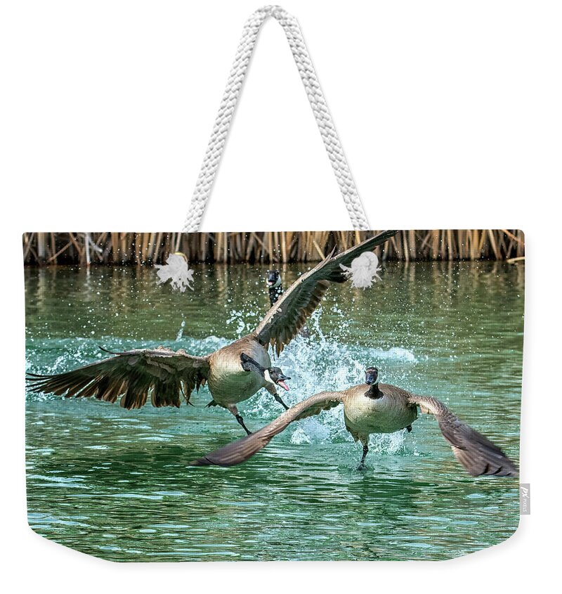Canada Weekender Tote Bag featuring the photograph Canada Geese Chase 4906 by Tam Ryan