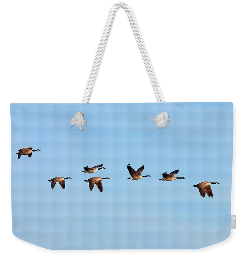 Canada Weekender Tote Bag featuring the photograph Canada Geese in flight by Ram Vasudev