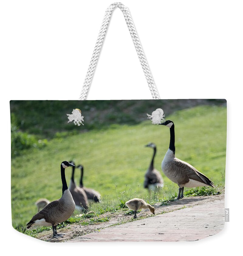 Geese Weekender Tote Bag featuring the photograph Canada Geese Standing Guard Over Their Gosling by Holden The Moment