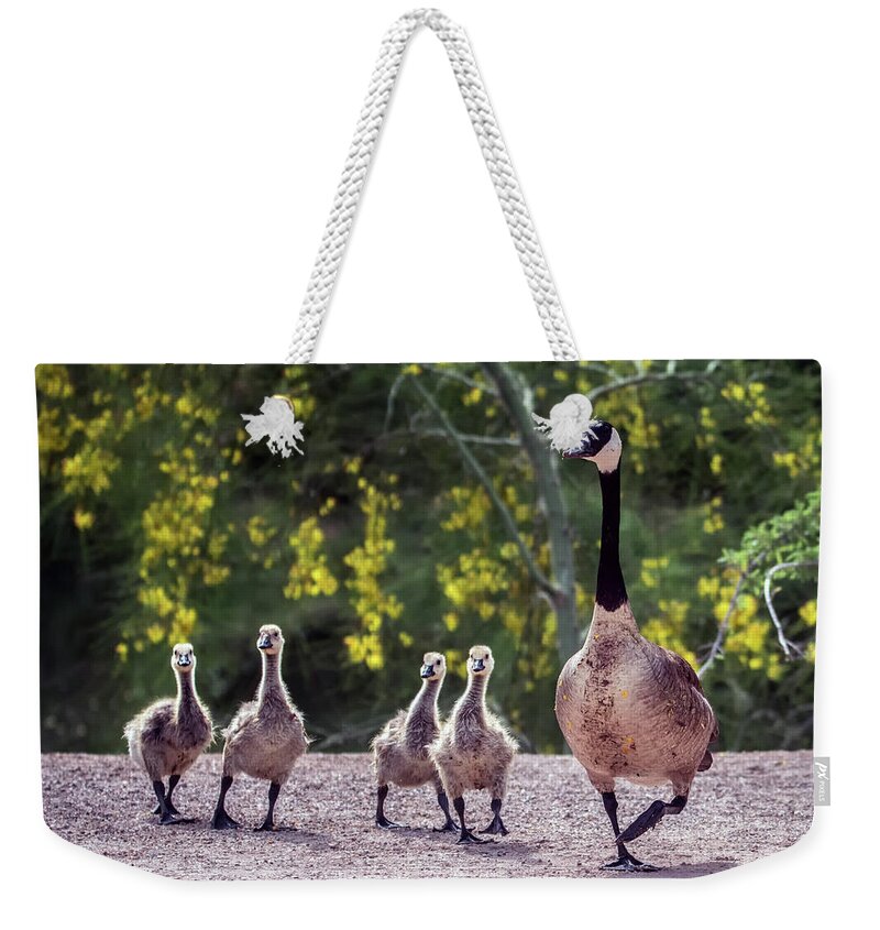 Canada Weekender Tote Bag featuring the photograph Canada Goose and Goslings 7581-042618-1 by Tam Ryan