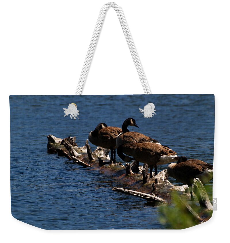 Animals Weekender Tote Bag featuring the photograph Canada Goose Family Line-up by Richard Thomas