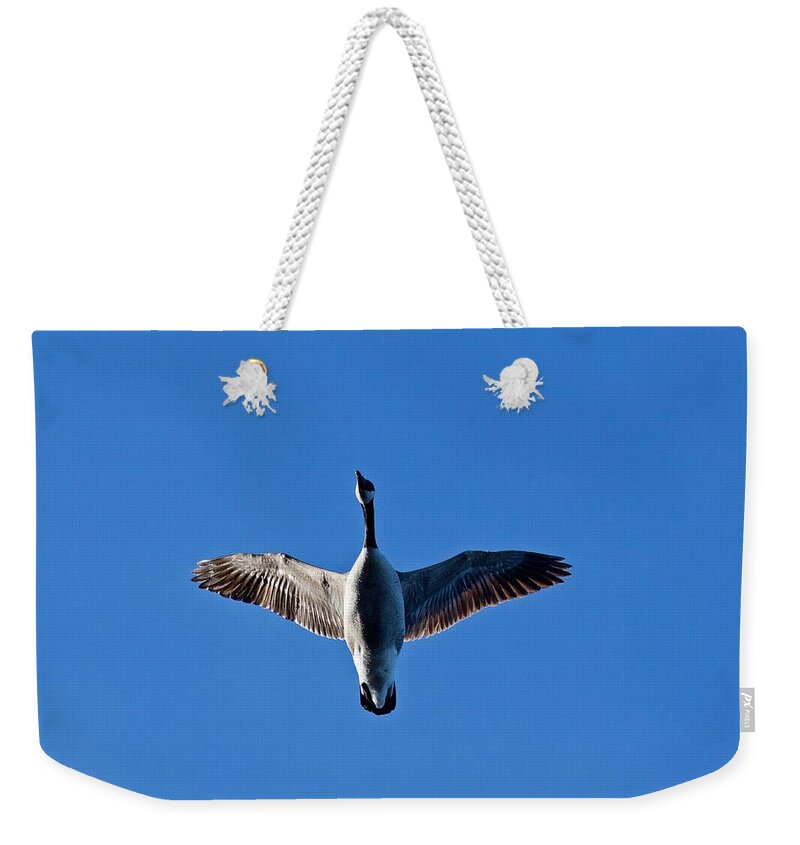 Canadian Weekender Tote Bag featuring the photograph Candian Goose in Flight 1648 by Michael Peychich