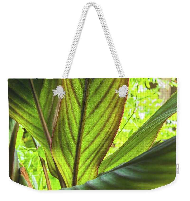 Canna Weekender Tote Bag featuring the photograph Canna Leaves by Ira Marcus