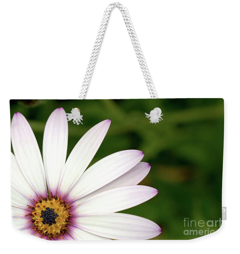 Flower Weekender Tote Bag featuring the photograph Cape Daisy by Stephen Melia