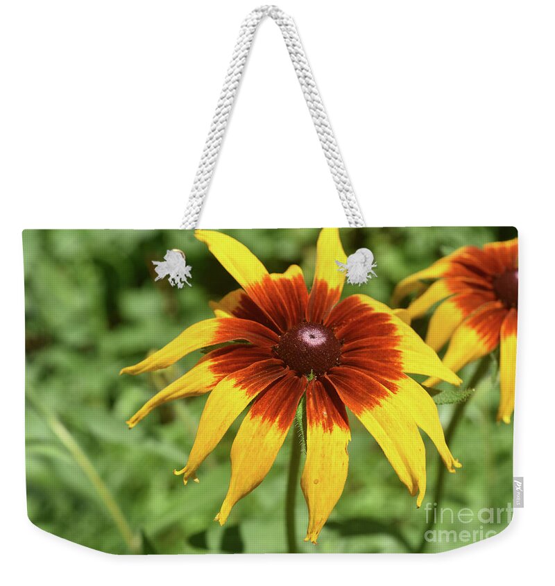Black-eyed-susan Weekender Tote Bag featuring the photograph Captivating Black Eyed Susan Blossoming in Nature by DejaVu Designs