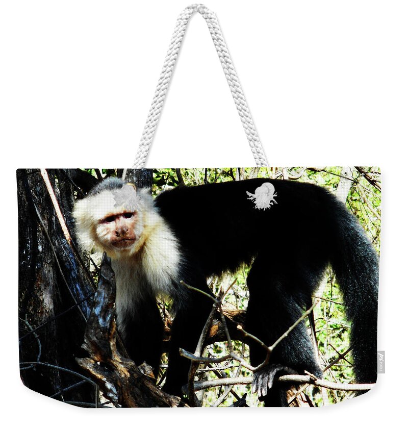  Costa Rico Weekender Tote Bag featuring the photograph Capuchin Monkeys 19 by Ron Kandt
