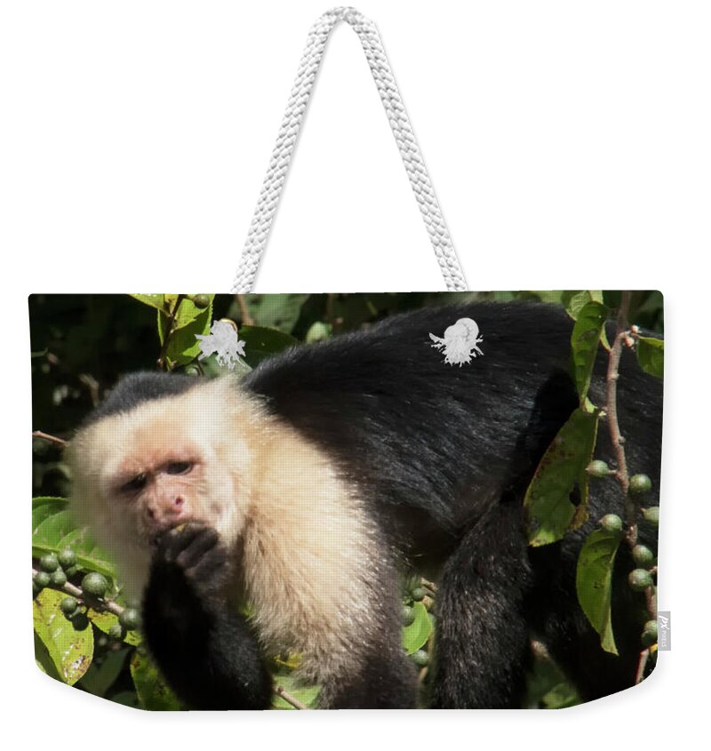 Capuchine Monkey Weekender Tote Bag featuring the photograph Capuchine 2 by Jessica Levant