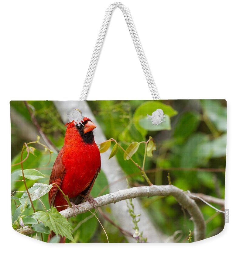 Cardinal Weekender Tote Bag featuring the photograph Cardinal 147 by Michael Fryd