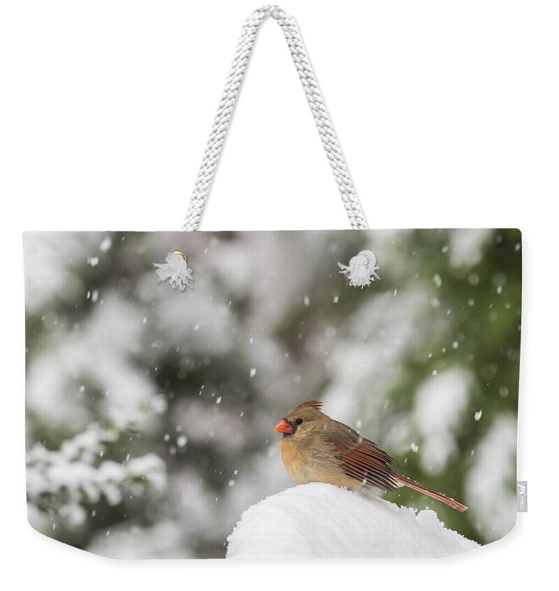 Bird Weekender Tote Bag featuring the photograph Cardinal in the Snow by David Kay