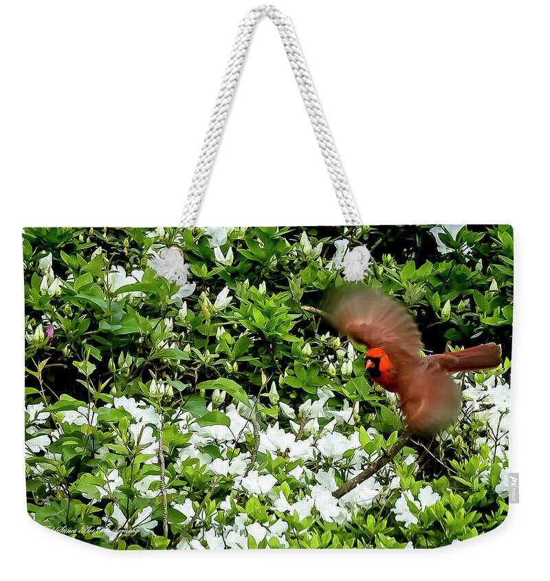 Bird Weekender Tote Bag featuring the photograph Cardinal with wings spread by Ed Stines