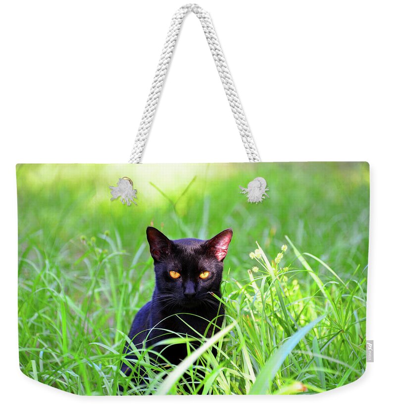 Cat Weekender Tote Bag featuring the photograph Cat in the grass by David Lee Thompson