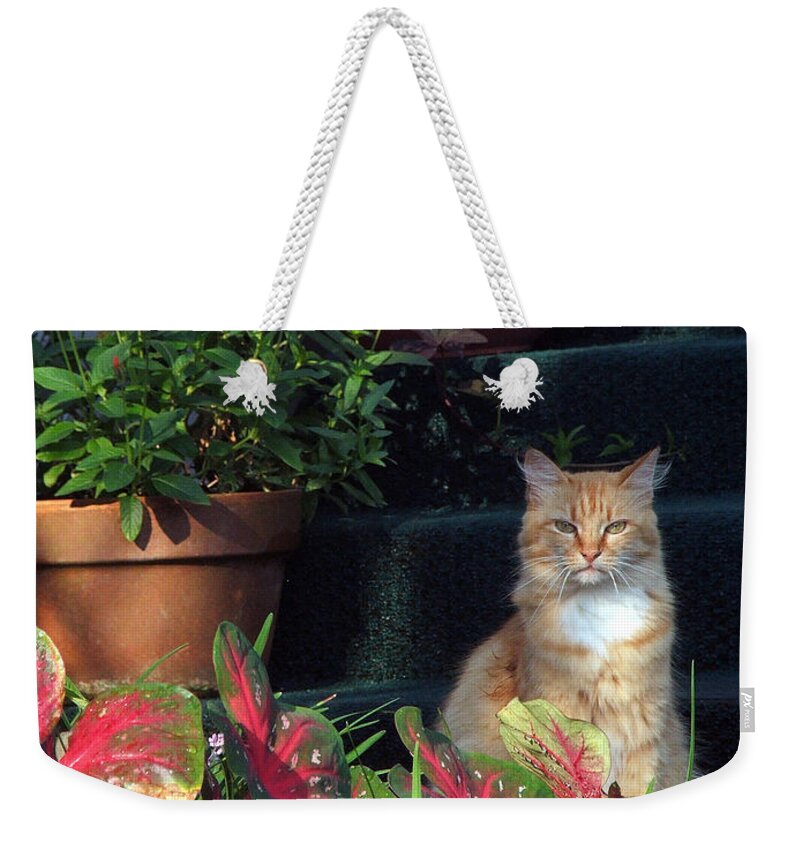 Cat Weekender Tote Bag featuring the photograph Cat Postcard by Robert Meanor