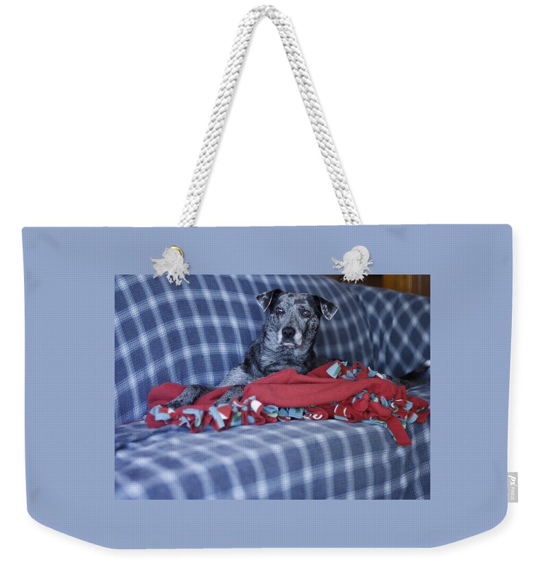 Catahoula Leopard Dog Weekender Tote Bag featuring the photograph Catahoula Leopard Dog in blue by Valerie Collins
