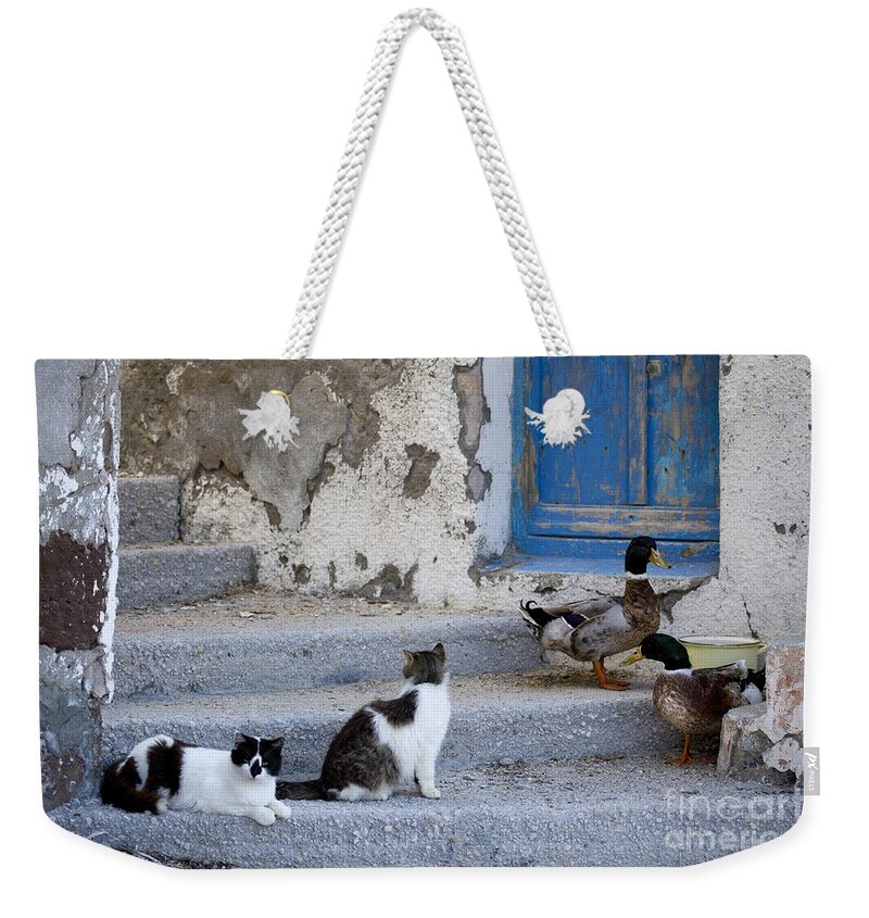 Cat Weekender Tote Bag featuring the photograph Cats And Ducks In Greece by Jean-Louis Klein & Marie-Luce Hubert