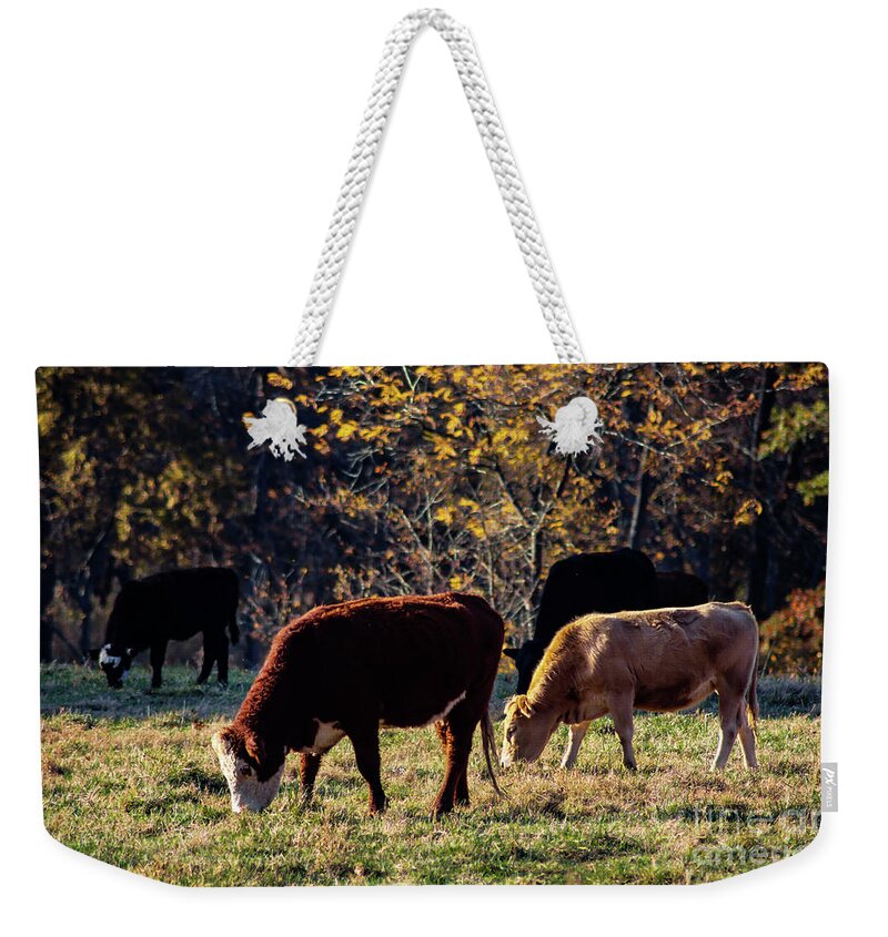 Oklahoma Weekender Tote Bag featuring the photograph Cattle Grazing in Sunlight by Susan Vineyard