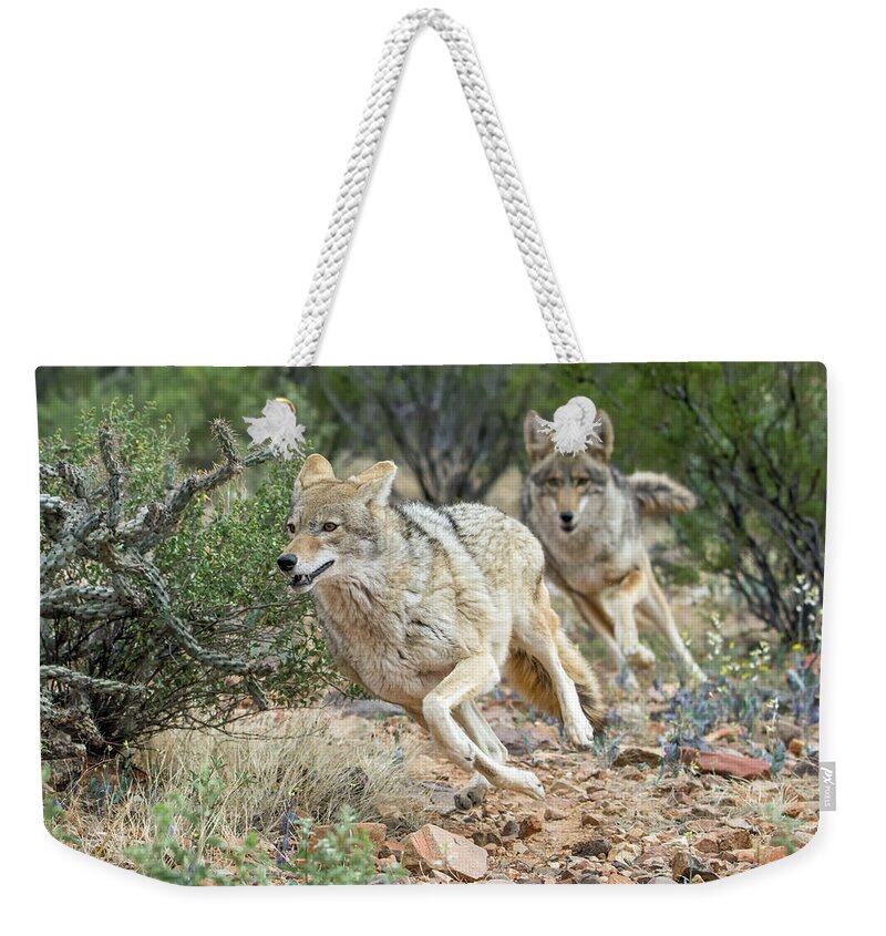 Cayote Weekender Tote Bag featuring the photograph Coyote Chase by Tam Ryan