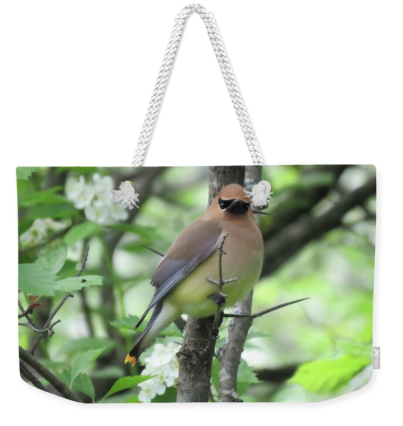 Birds Weekender Tote Bag featuring the photograph Cedar Wax wing by Alison Gimpel