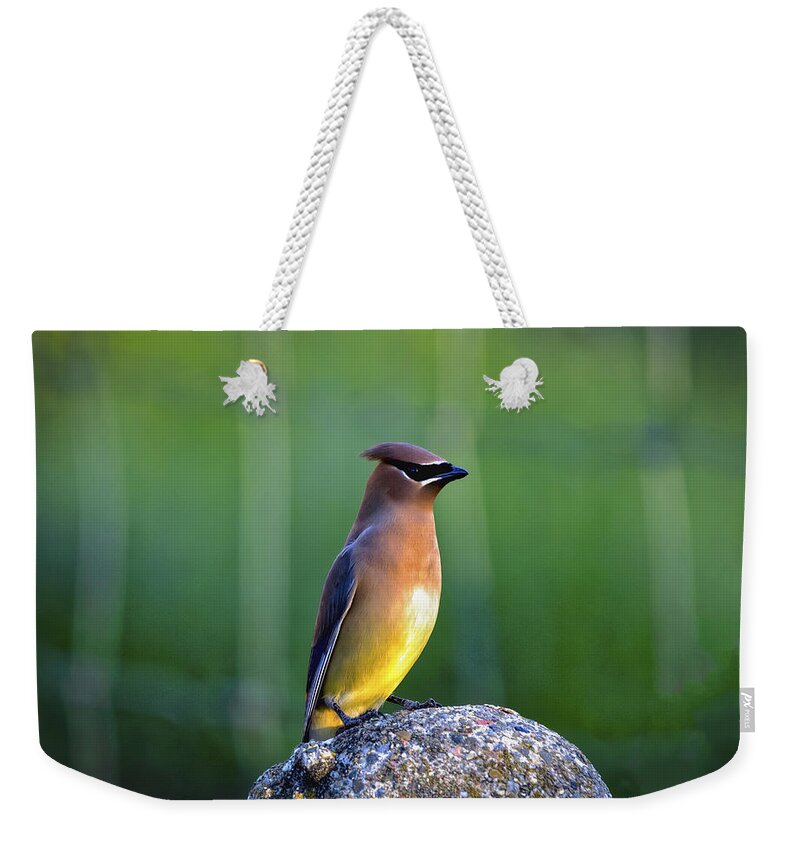  Weekender Tote Bag featuring the photograph Cedar Waxwing by Mitch Shindelbower