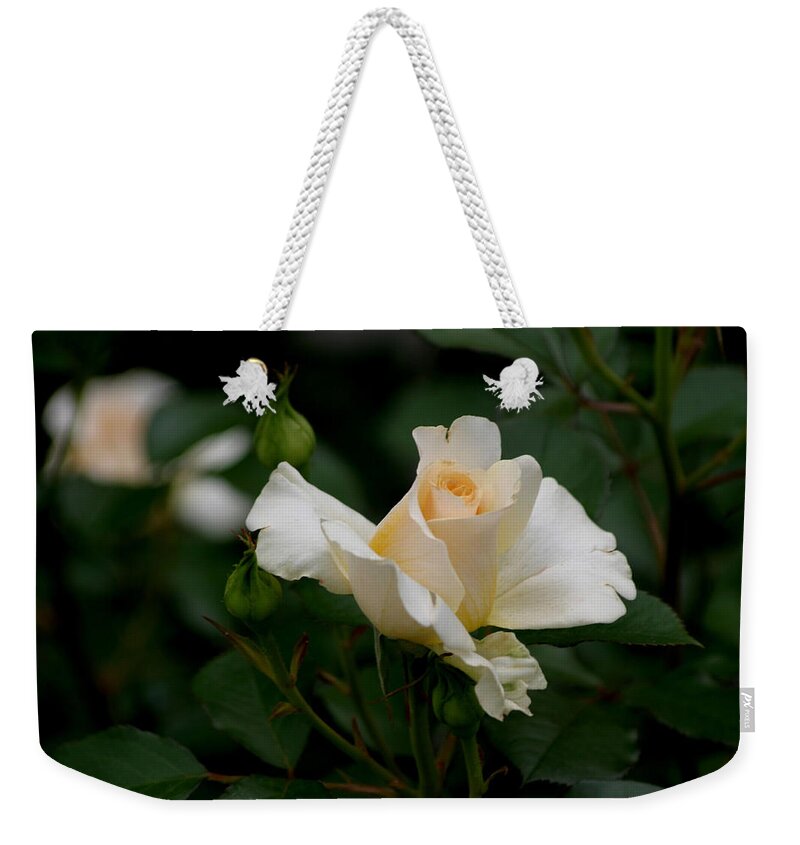 Roses Weekender Tote Bag featuring the photograph Centennial Rose by Living Color Photography Lorraine Lynch