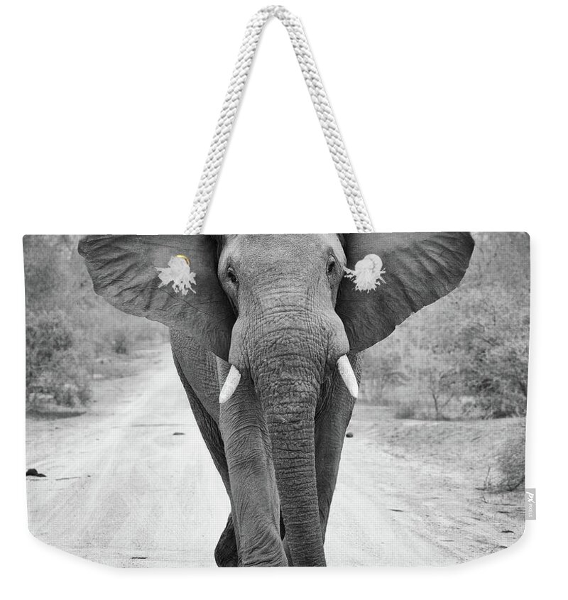 African Elephant Weekender Tote Bag featuring the photograph Charging Bull Elephant by Max Waugh