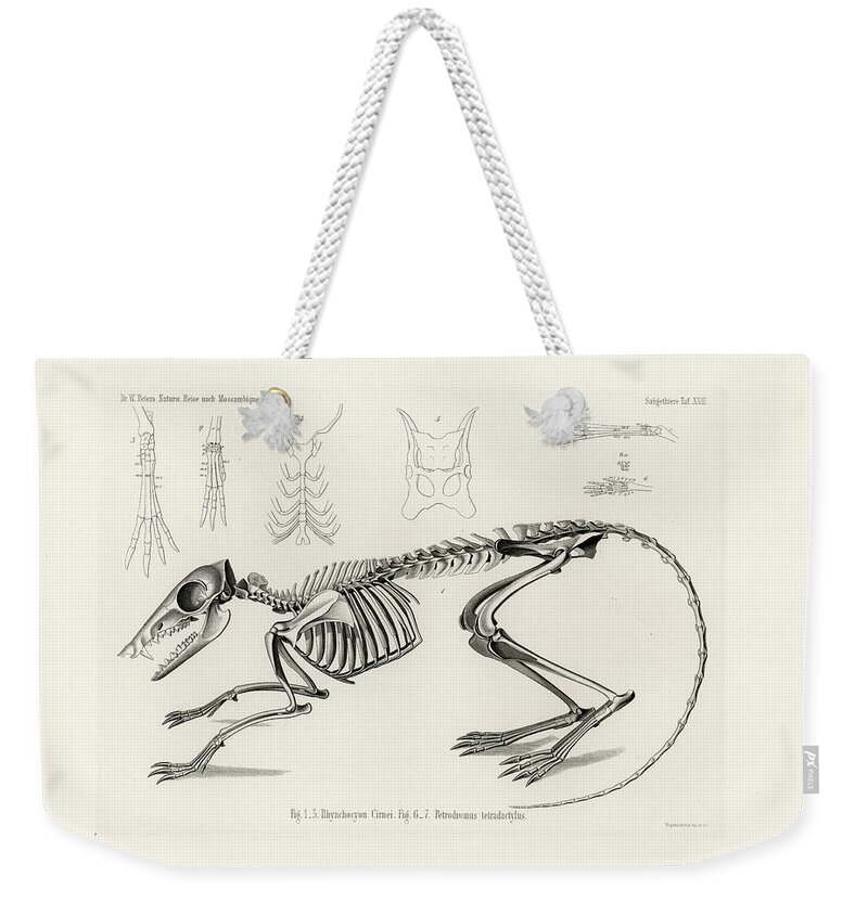 Osteology Weekender Tote Bag featuring the drawing Checkered Elephant Shrew skeleton by W Wagenschreiber
