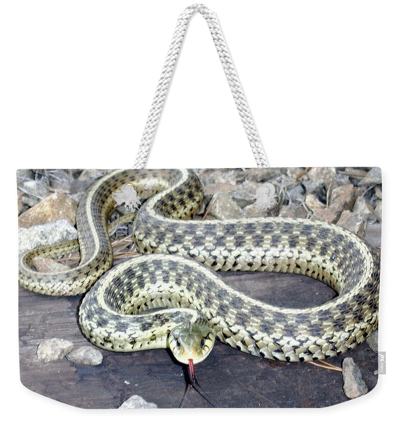 Checkered Garter Snake Photographs Canvas Prints Nonvenomous Serpent Herpetology Forest Ecology Biodiversity Nature Wildlife Fauna Bowleys Quarters Maryland Weekender Tote Bag featuring the photograph Checkered Garter Snake by Joshua Bales