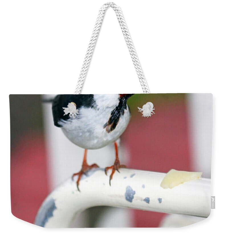 Cheese And I Weekender Tote Bag featuring the photograph Cheese and I by Jennifer Robin