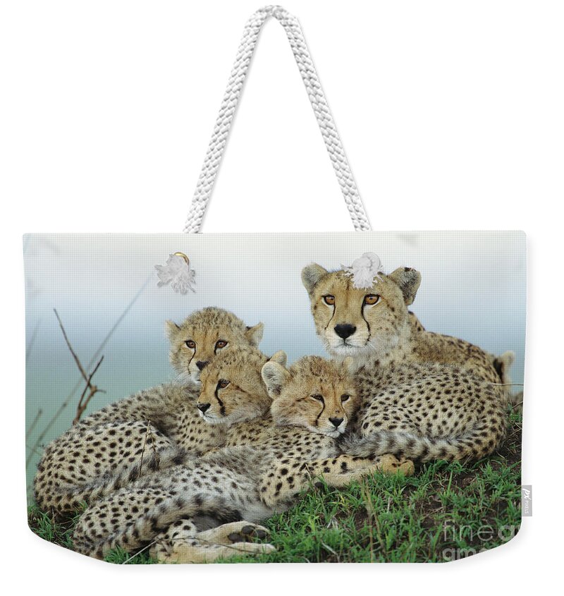 00345011 Weekender Tote Bag featuring the photograph Cheetah And Her Cubs by Yva Momatiuk John Eastcott