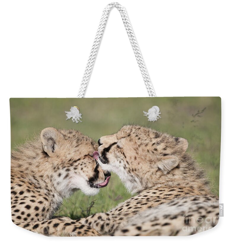 00486730 Weekender Tote Bag featuring the photograph Cheetah Cubs Licking by Tui De Roy