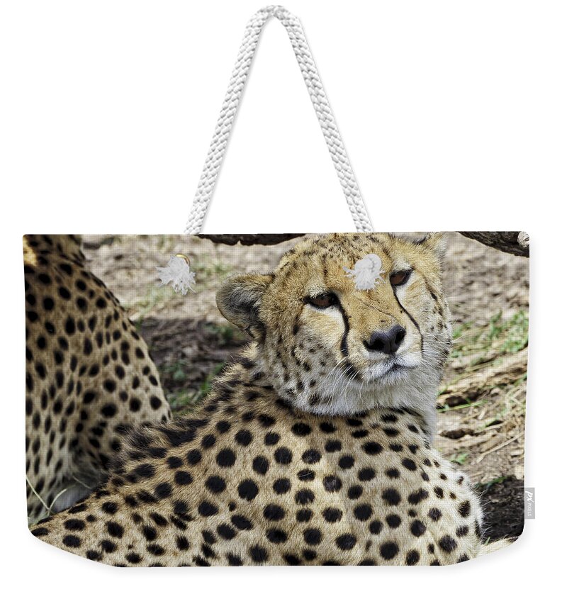 Africa Weekender Tote Bag featuring the photograph Cheetahs Resting by Perla Copernik