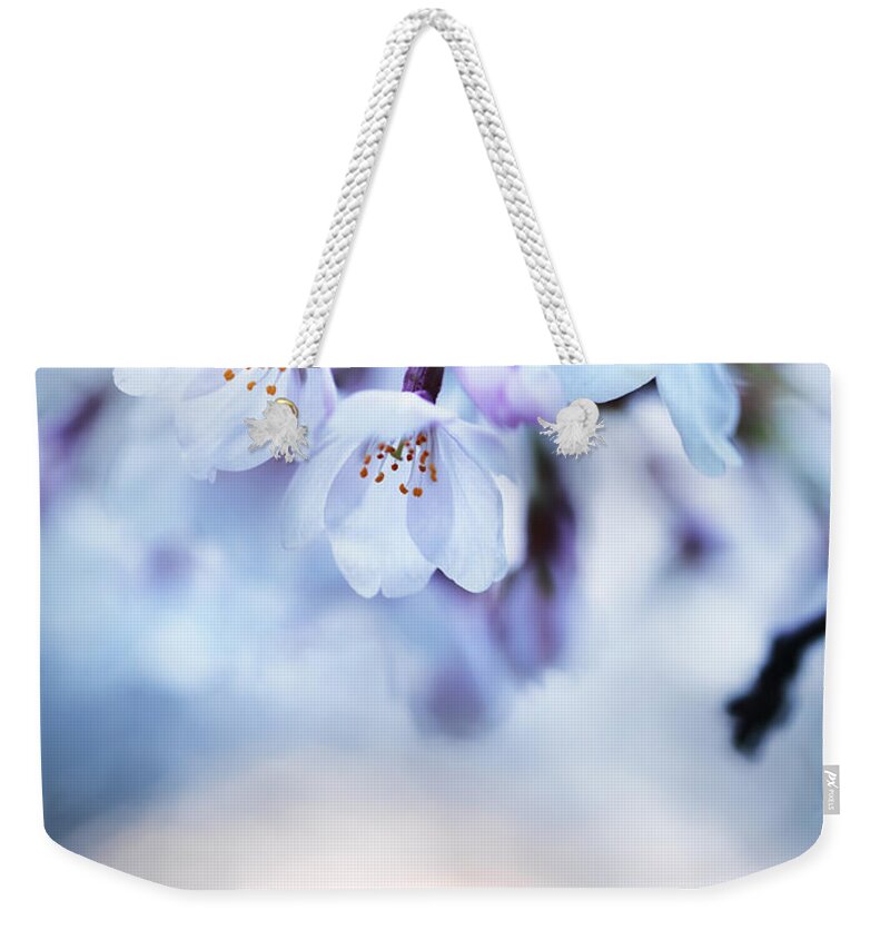 Blossom Weekender Tote Bag featuring the photograph Cherry tree blossoms in morning sunlight by Maxim Images Exquisite Prints