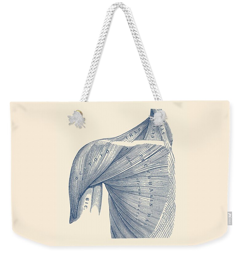 Shoulder Anatomy Weekender Tote Bag featuring the drawing Chest and Shoulder Muscular System - Vintage Anatomy by Vintage Anatomy Prints