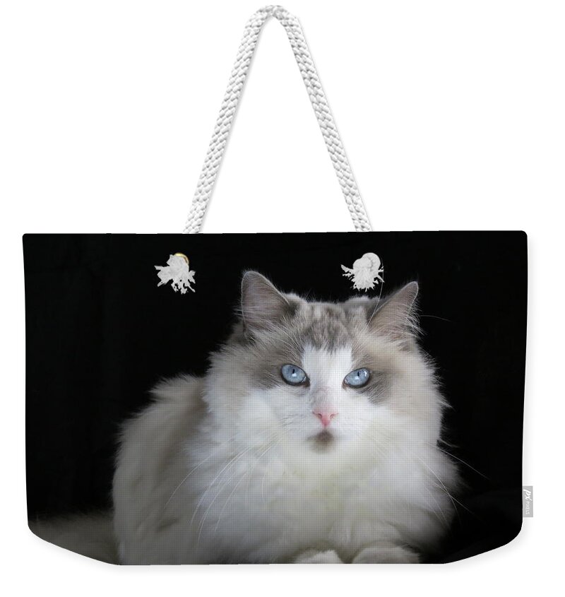Cat Weekender Tote Bag featuring the digital art Chewie by Kathleen Illes