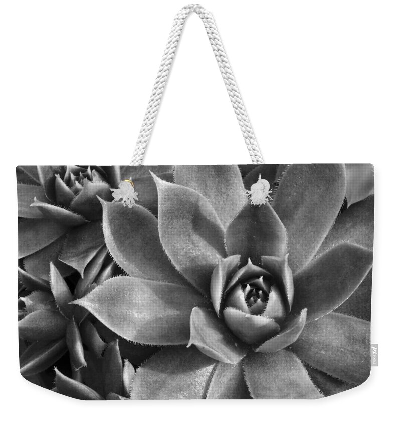 Botanical Weekender Tote Bag featuring the photograph Chicks and Hens Black and White by Ann Bridges