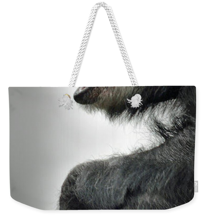 Chimpanzee With A Treat In His Mouth Weekender Tote Bag featuring the photograph Chimpanzee Profile Vignetee Effect by Jim Fitzpatrick