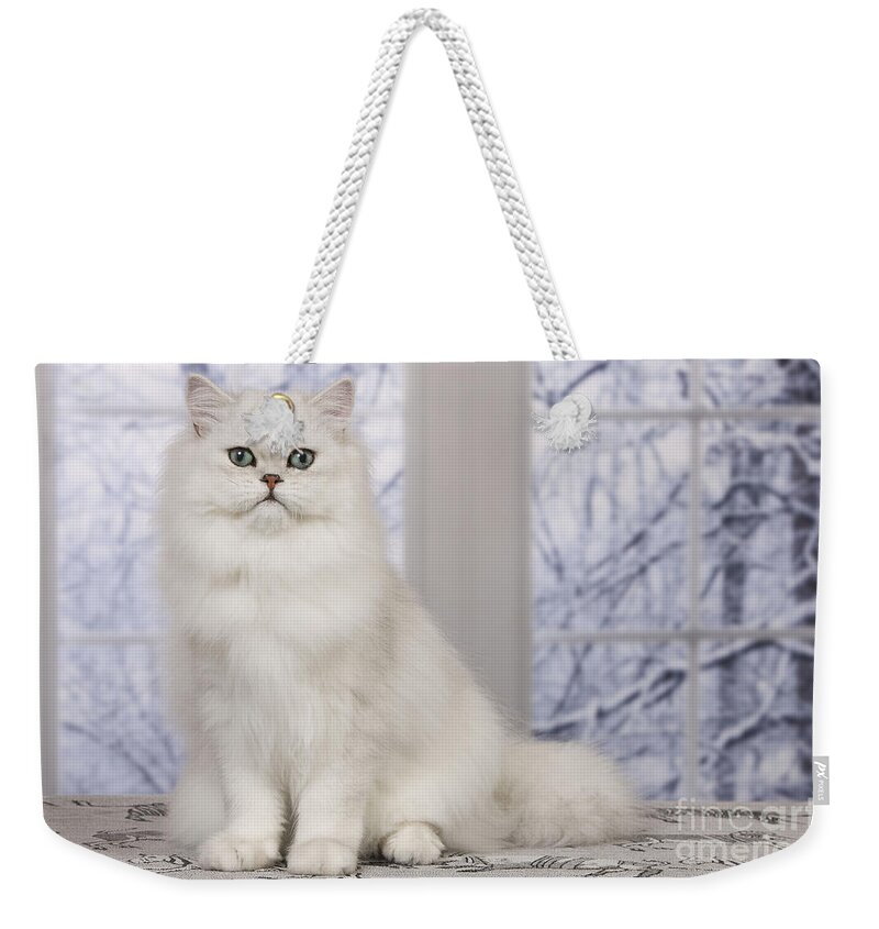 Cat Weekender Tote Bag featuring the photograph Chinchilla Persian Cat by Jean-Michel Labat