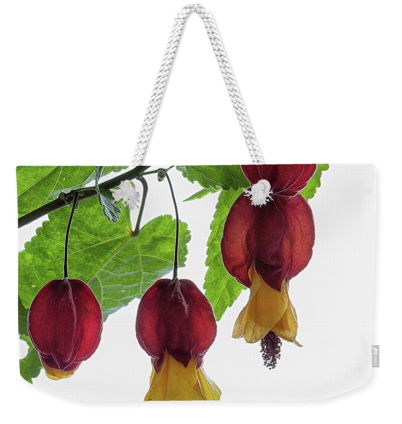 Shrub Weekender Tote Bag featuring the photograph Chinese lantern 4 by Shirley Mitchell