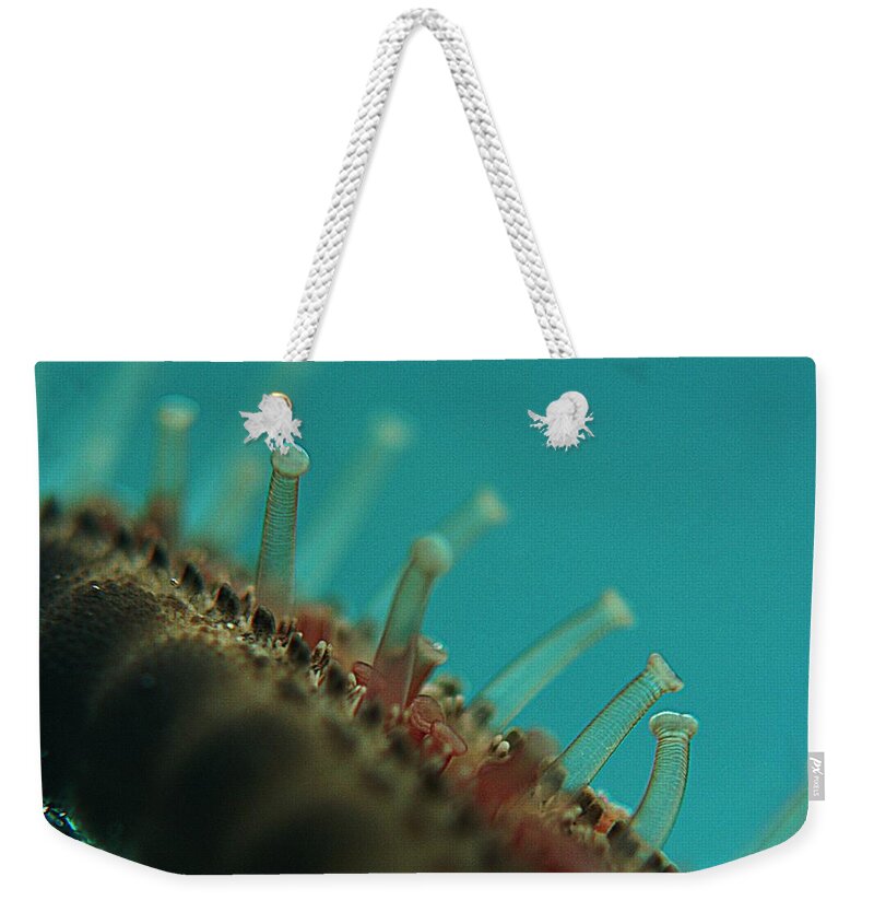 Ocean Weekender Tote Bag featuring the photograph Chocolate Chip Starfish by Rachelle Johnston