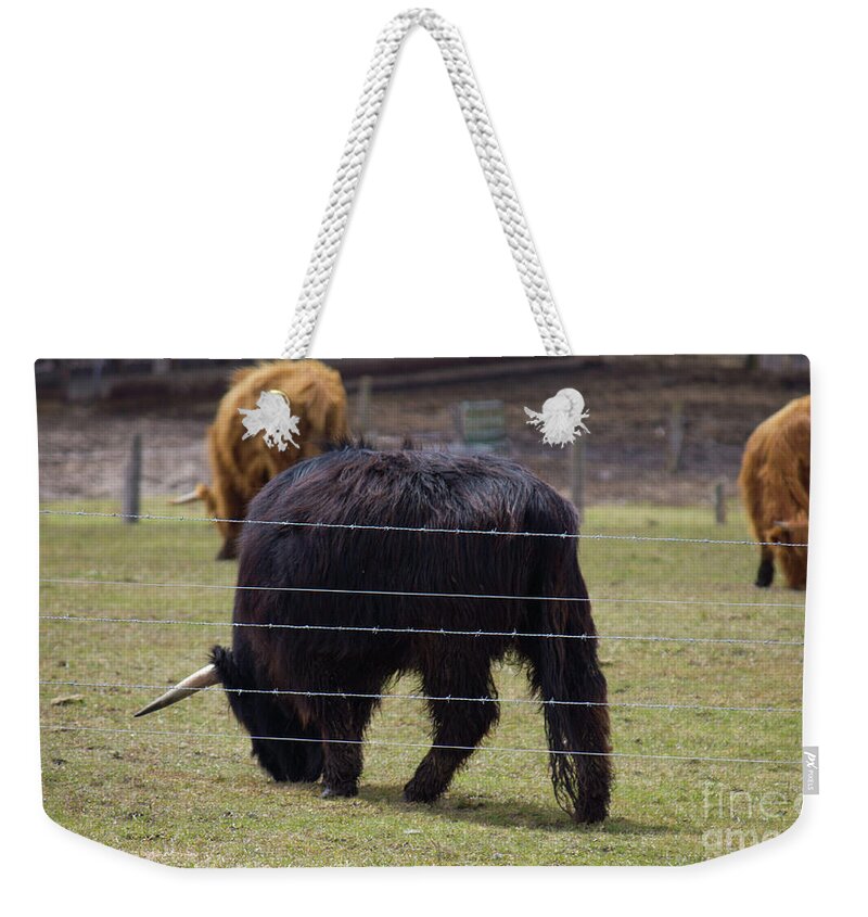 Chocolate Cow Weekender Tote Bag featuring the photograph Chocolate Highland Cow in Pasture by Donna L Munro