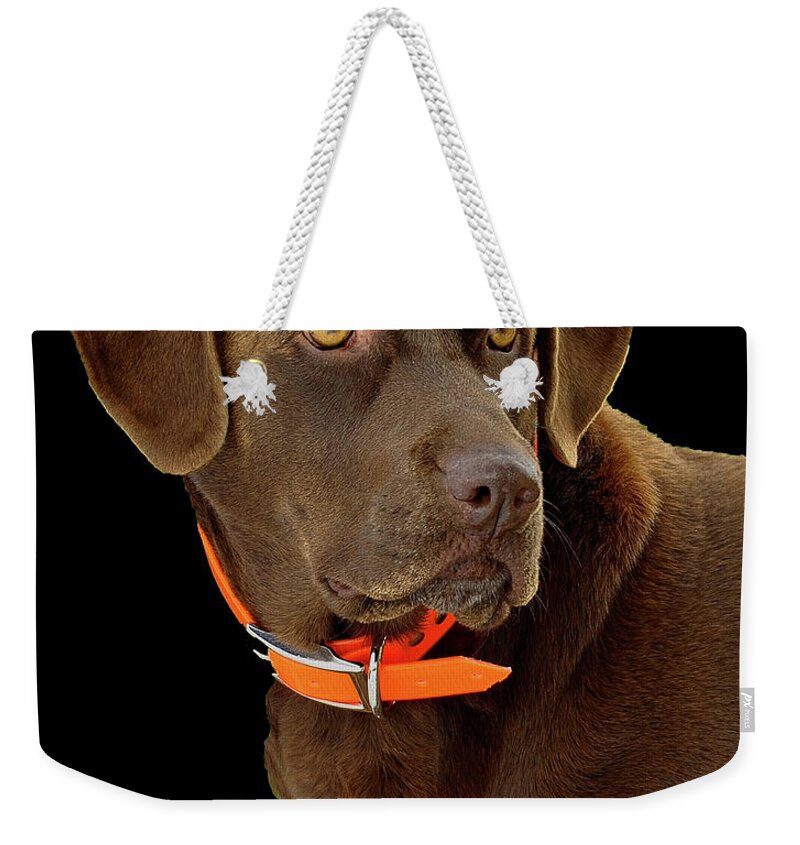 Dog Weekender Tote Bag featuring the photograph Chocolate Lab by William Jobes