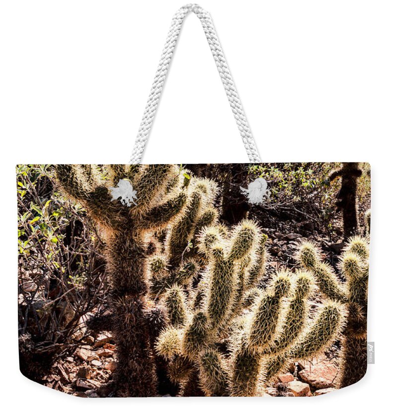Arid Weekender Tote Bag featuring the photograph Cholla Cacti by Lawrence Burry