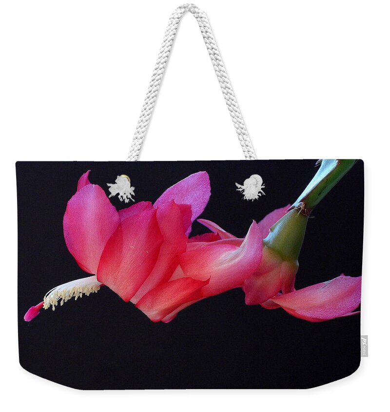 Christmas Weekender Tote Bag featuring the photograph Christmas Cactus on Black by Farol Tomson